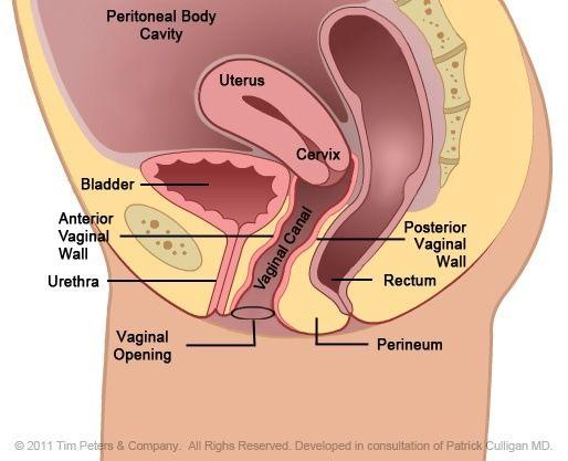 Female medical peeing picture