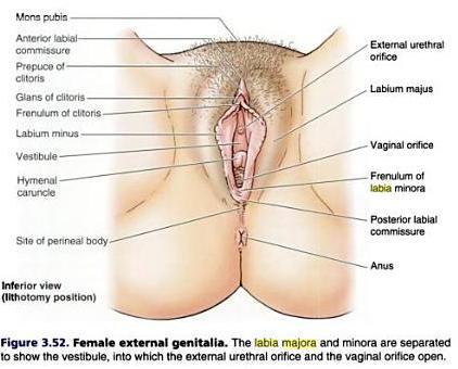 Female picture vagina