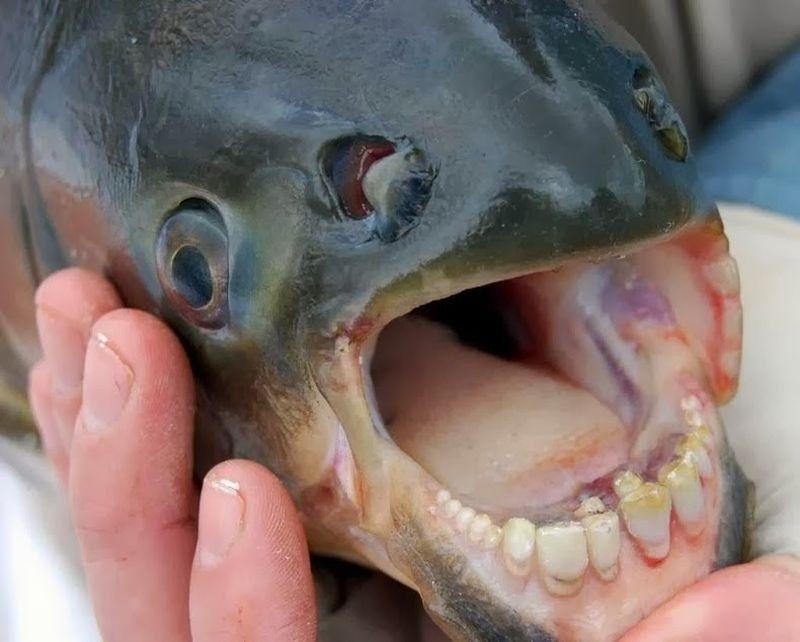 Valentine reccomend Fish swims up mans penis