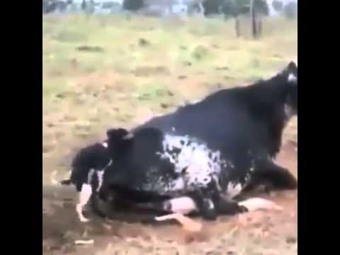 Fucked a cow while she watched