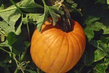 best of Vine mature will Gourds not on