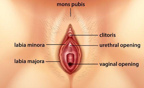 Guide to the clitoris