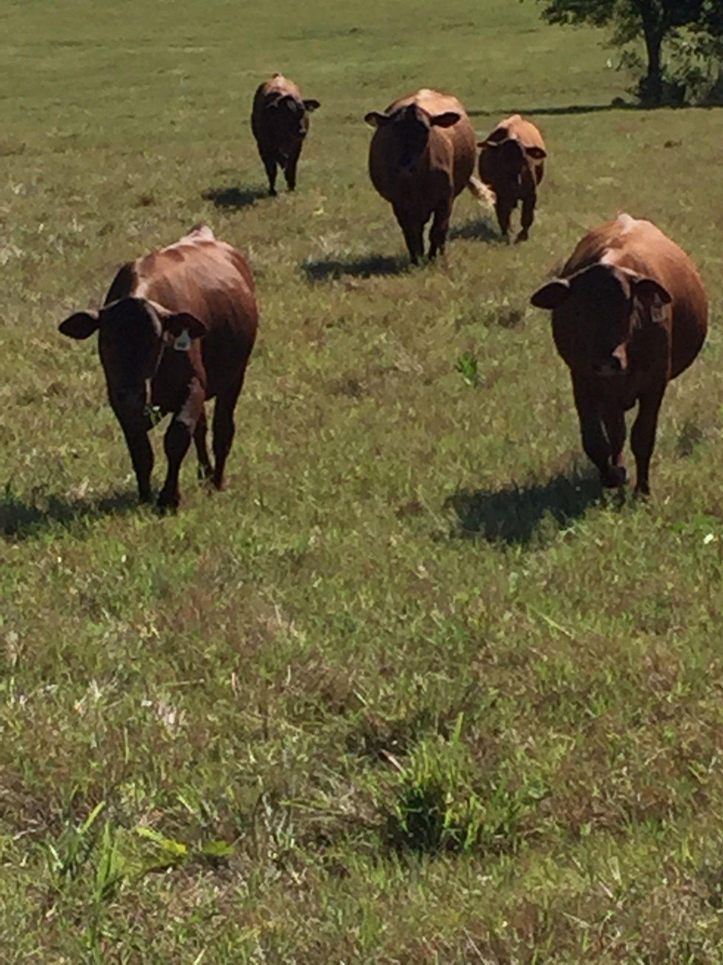 Job search ranch hand cow calf