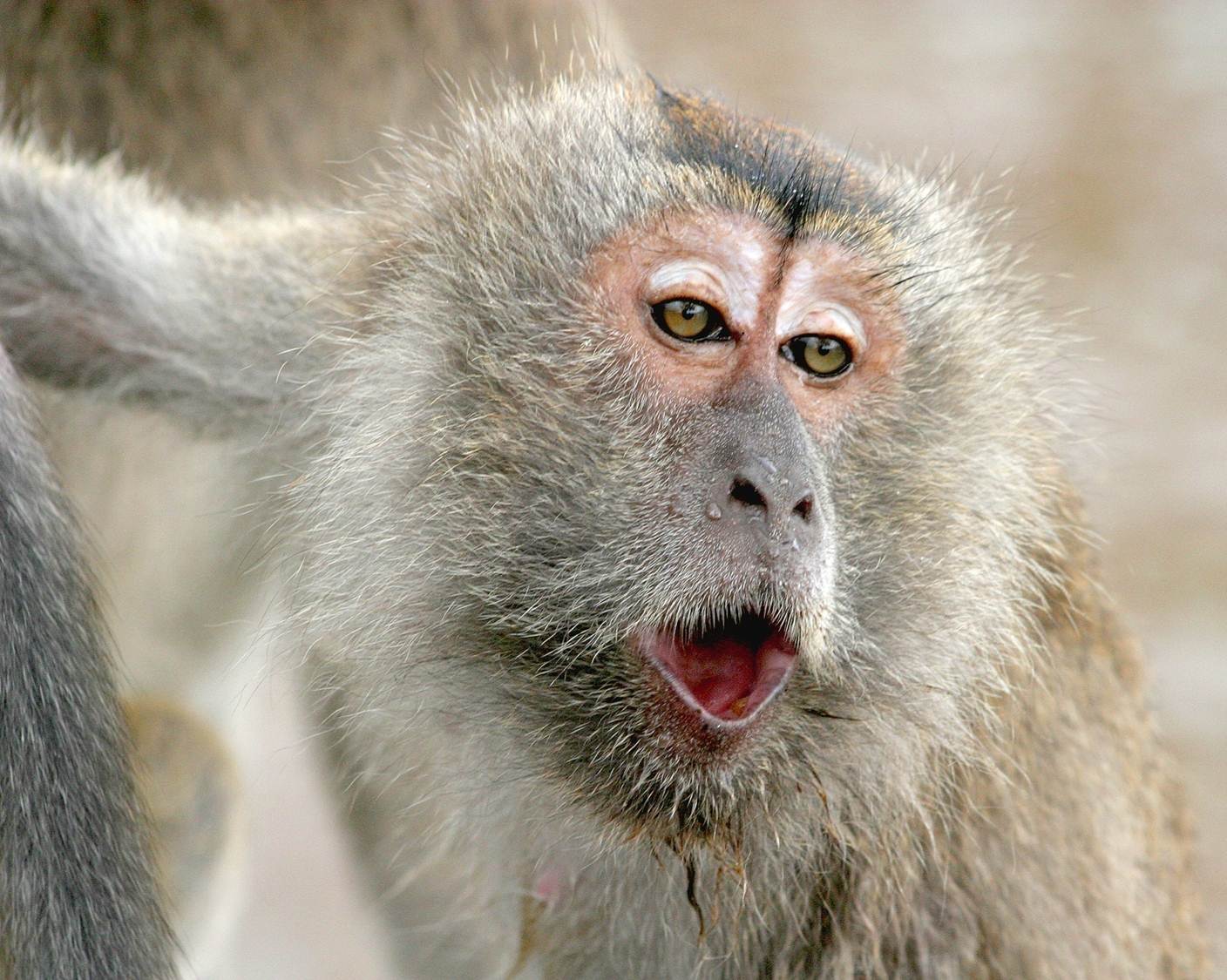 Macaque facial expressions