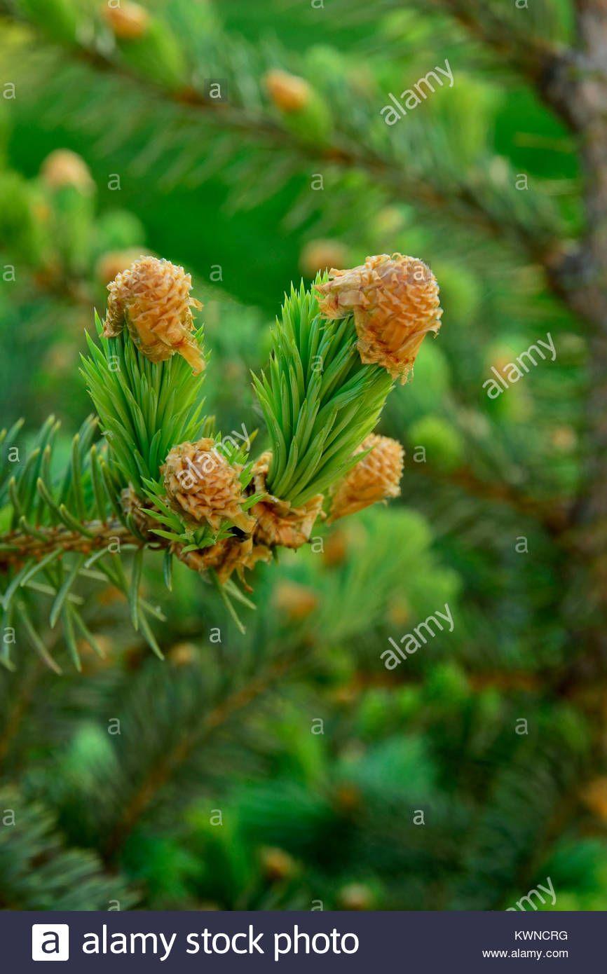 Squirrel reccomend Mature pine aphids