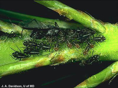 best of Aphids Mature pine