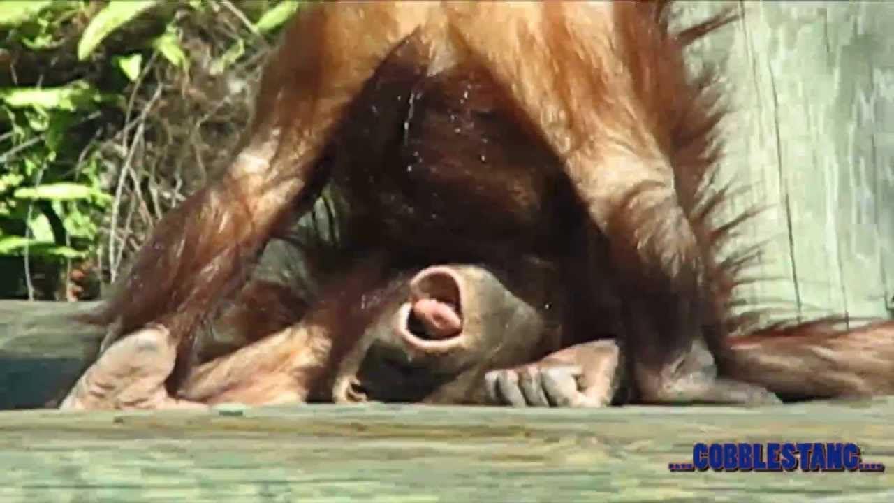 Monkey peeing in its own mouth