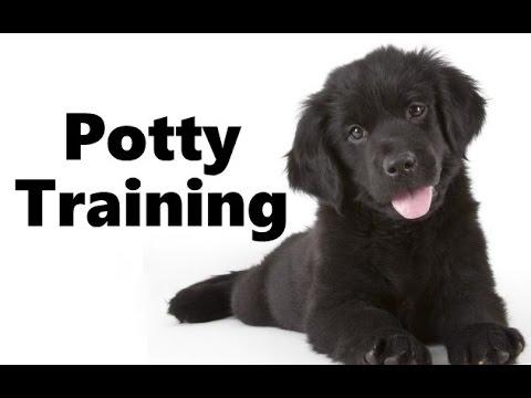 best of Peeing Newfoundland puppy