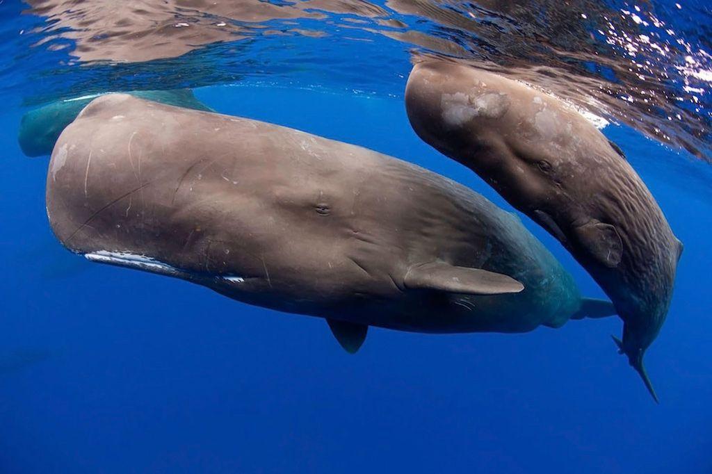 Cherry P. reccomend Oil spill effects on sperm whales