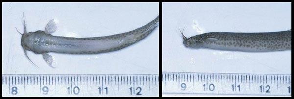 Penis fish parasite