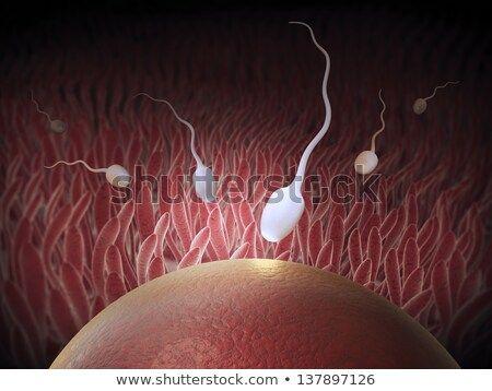 Sperm entering an egg