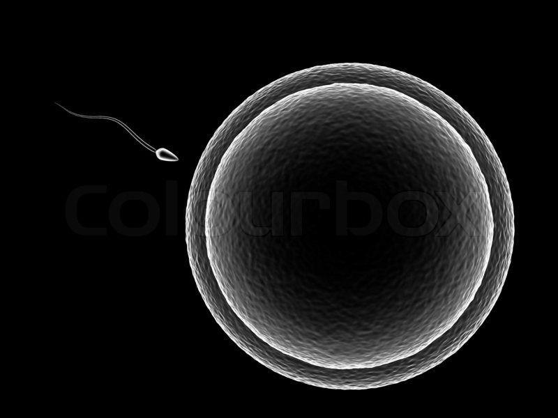 Sperm entering an egg
