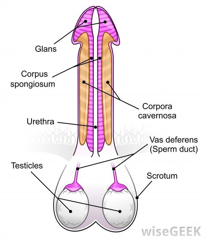 best of Out penis Sperm of