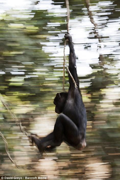 Swinging ape media