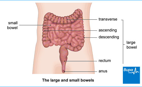 Tampon anal rectal anus rectum bottom