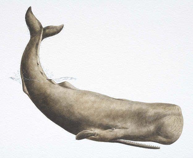 Banjo H. reccomend Triacylglycerides in sperm whales