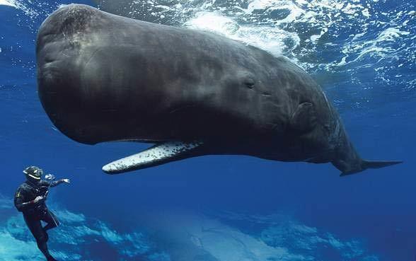 Triacylglycerides in sperm whales