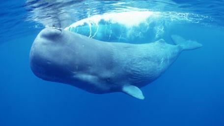 Lem /. L. reccomend Triacylglycerides in sperm whales