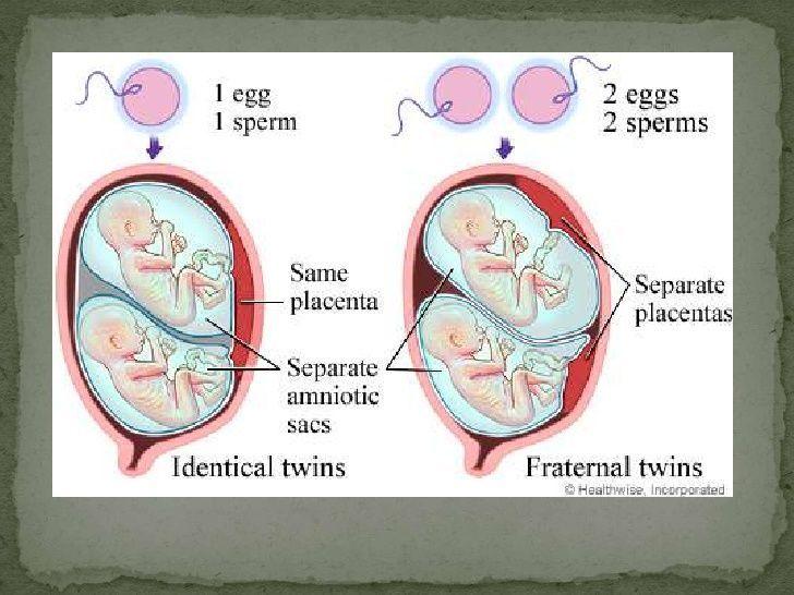 Pipes reccomend Why can only one sperm fertilize an egg