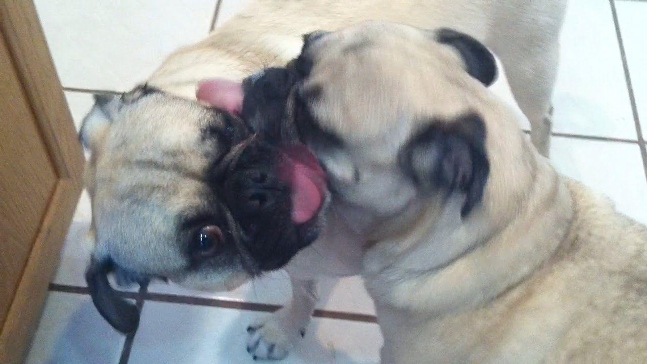Berlin reccomend Why pugs lick