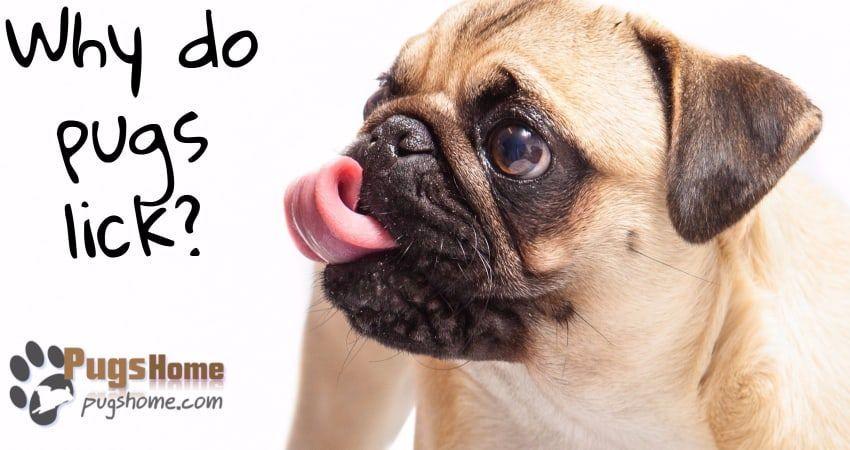 best of Lick Why pugs